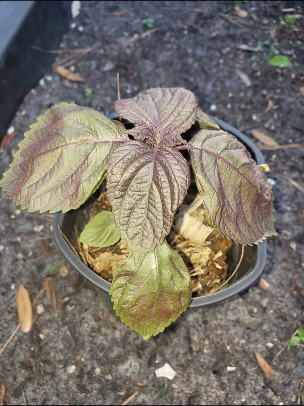 Perilla Shisho Mint Plant